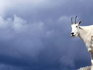 mountain-goat-in-the-clouds
